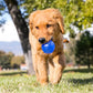 Squeezz Ball, Assorted Colors