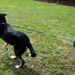 KONG Retractable Leash Ultimate Blue