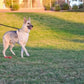 KONG Retractable Leash Ultimate Grey