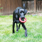 KONG Ring