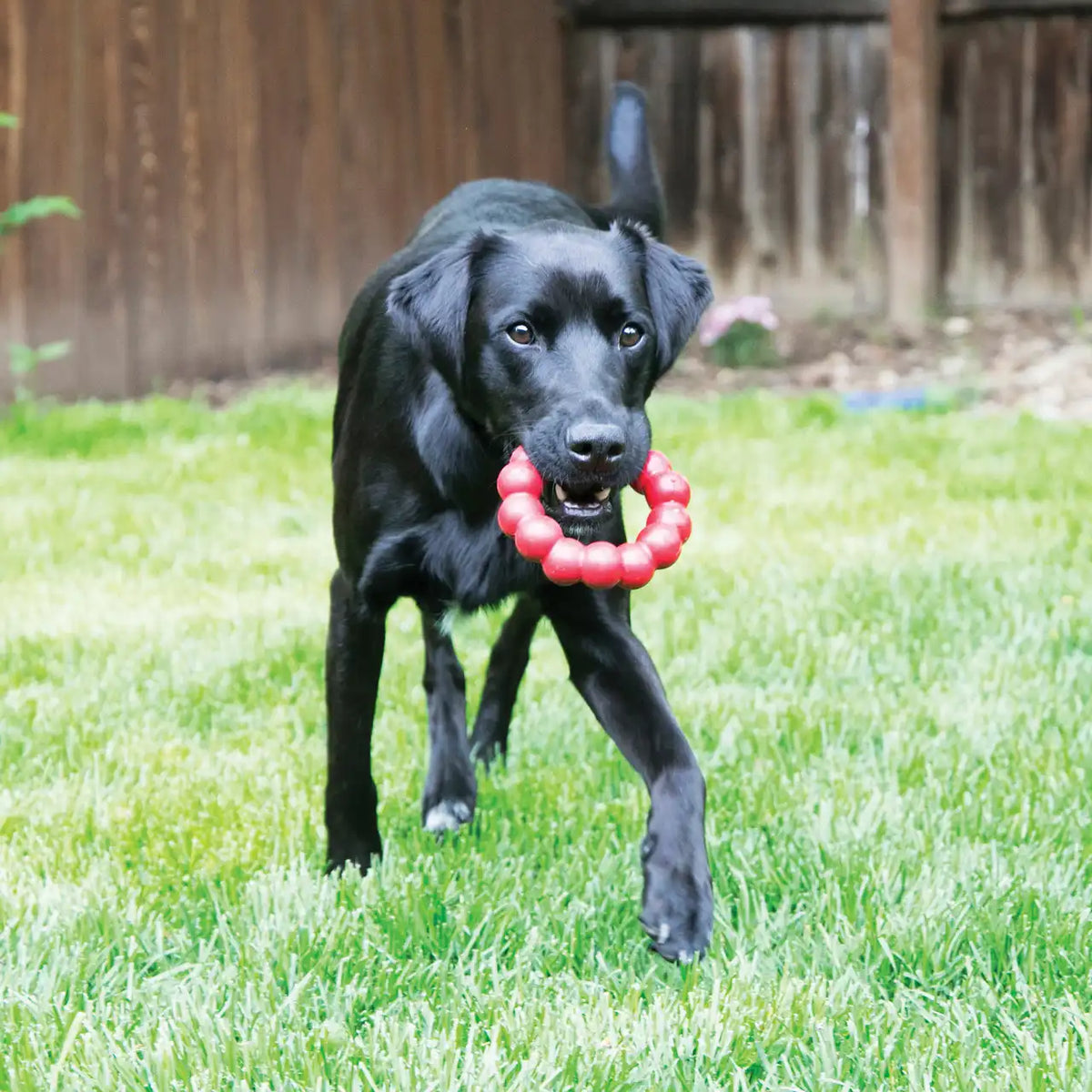 KONG Ring
