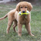 AirDog Squeaker Dumbbell