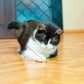 Laser Pointer