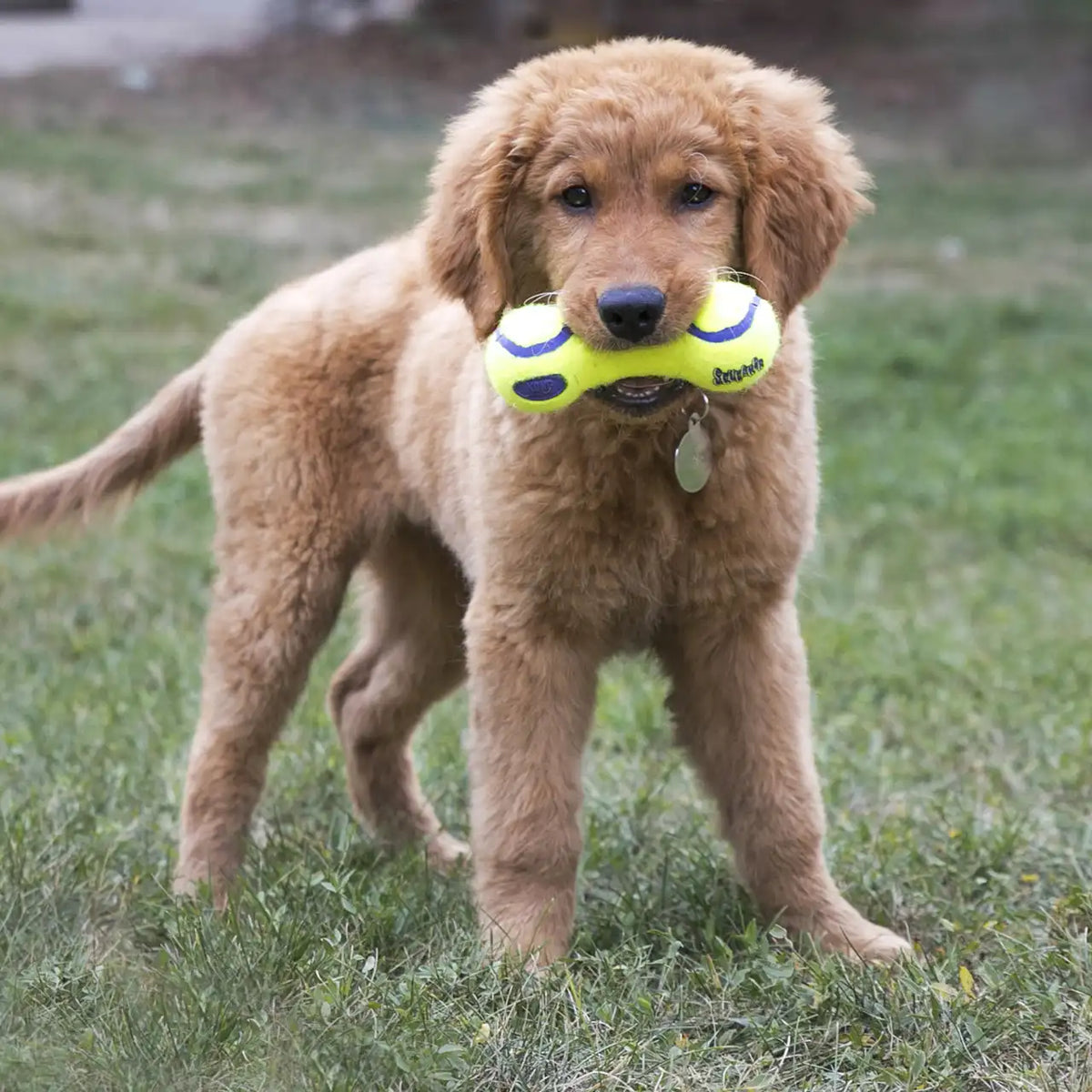 AirDog Squeaker Dumbbell