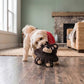 Snuzzles Bear