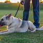 KONG Retractable Leash Ultimate Grey