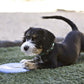 KONG Puppy Flyer, Blue