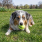 SqueakAir Balls Medium, 6 Pack